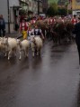 /album/alpabzug-urnasch/img-1224-jpg/