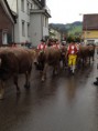 /album/alpabzug-urnasch/img-1228-jpg/