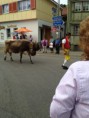 /album/alpabzug-urnasch/img-1239-jpg/
